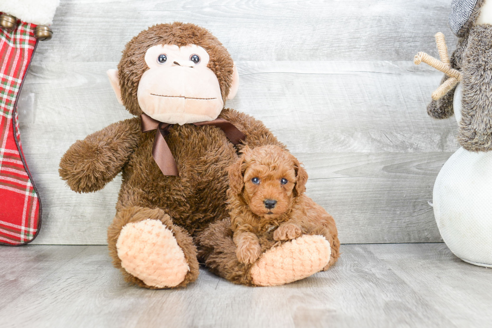 Small Cavapoo Baby