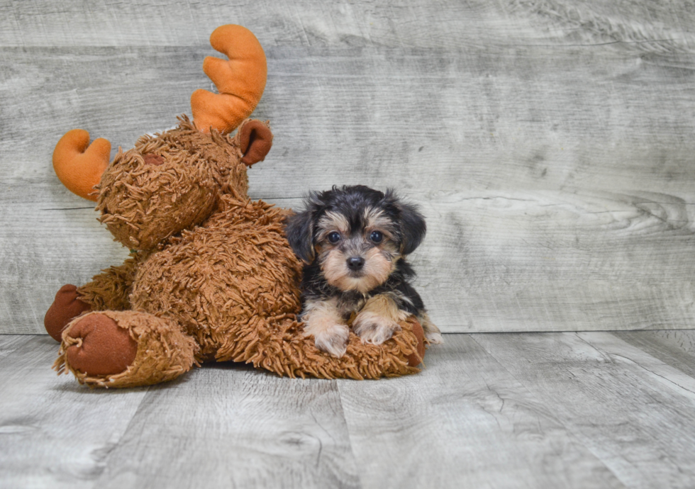 Smart Morkie Designer Pup