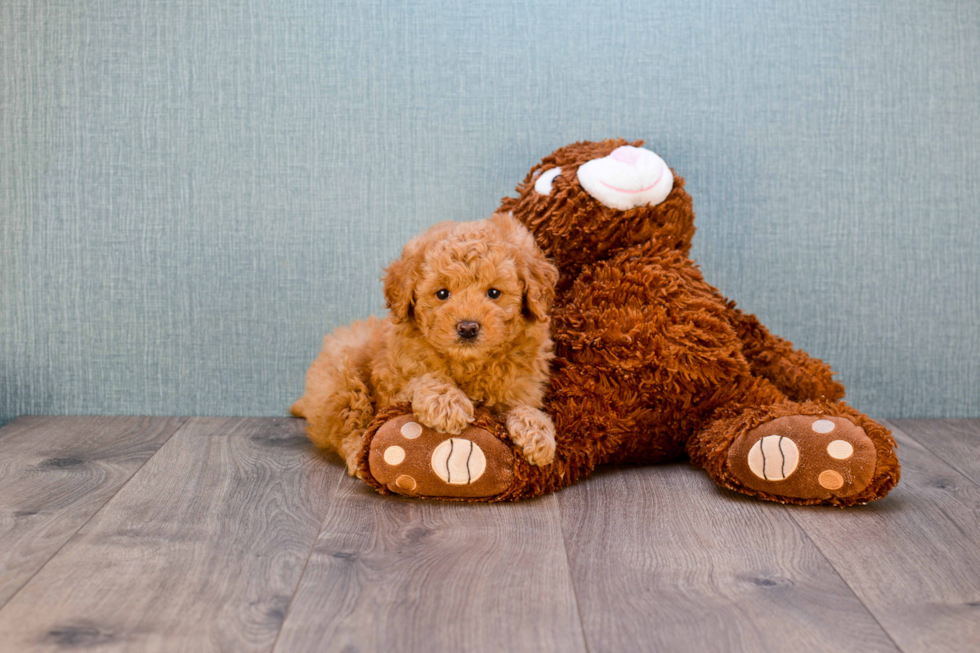 Mini Goldendoodle Pup Being Cute