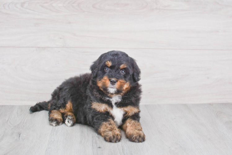 Petite Mini Bernedoodle Poodle Mix Pup