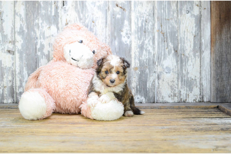 Mini Sheltidoodle Puppy for Adoption