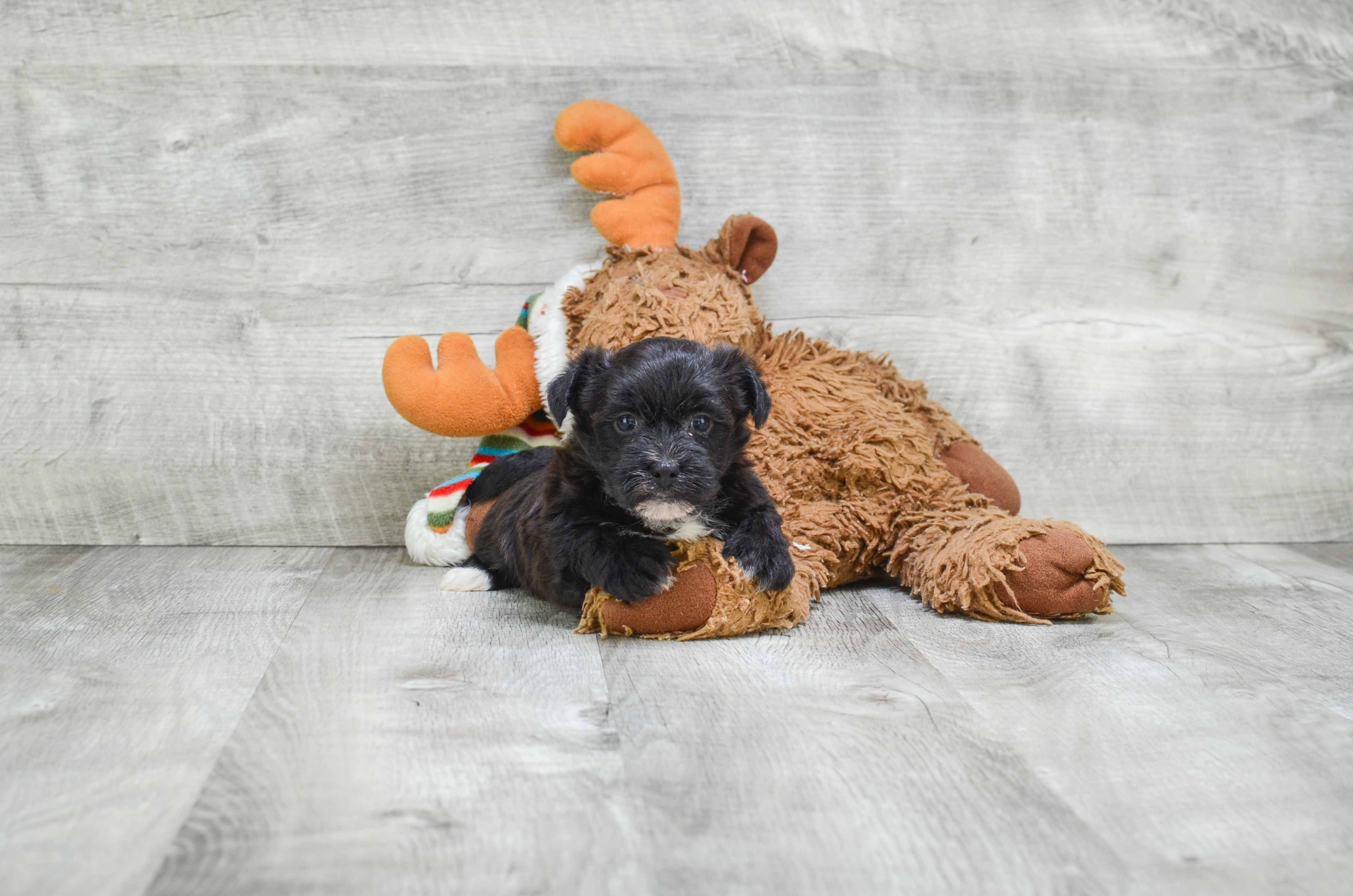 Best Morkie Baby