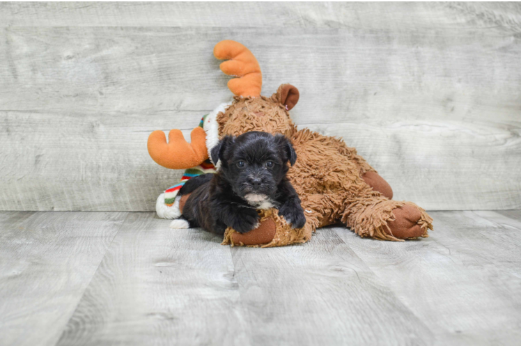 Best Morkie Baby