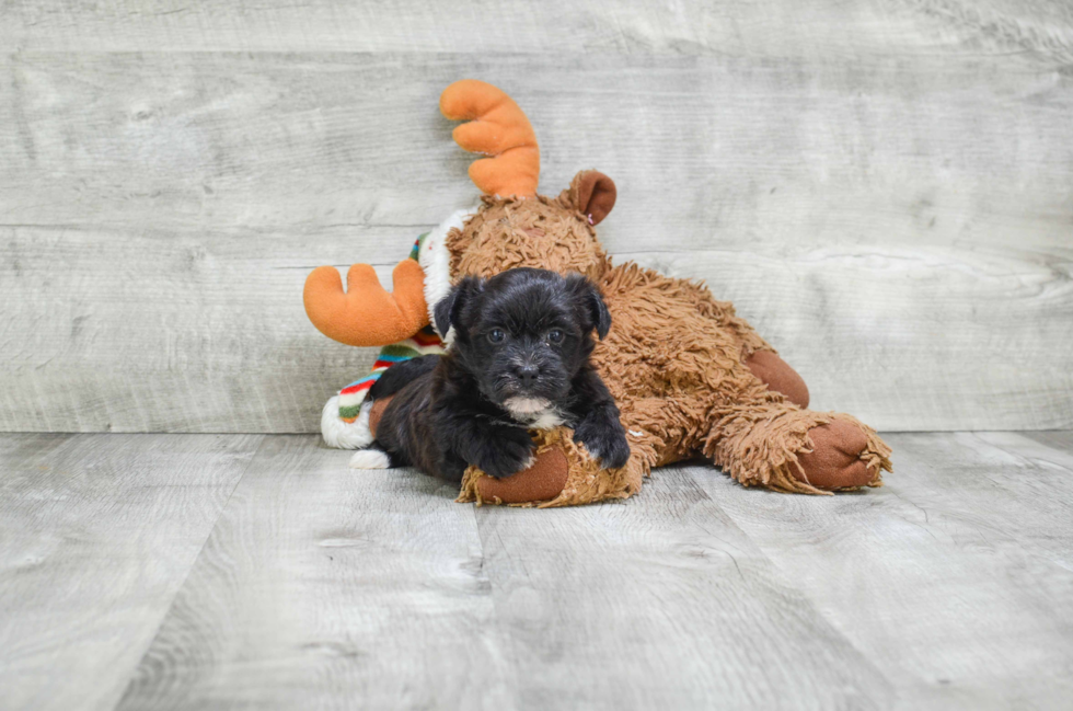 Best Morkie Baby