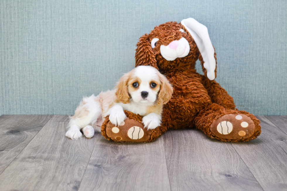 Adorable Cavalier King Charles Spaniel Purebred Puppy