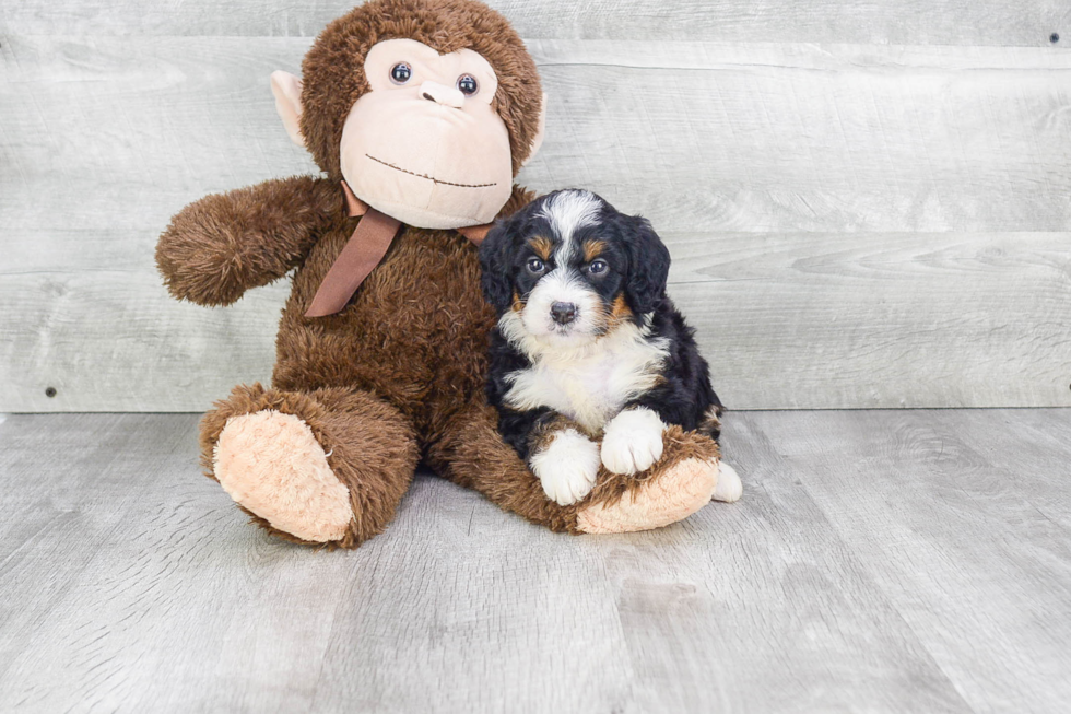 Mini Bernedoodle Pup Being Cute