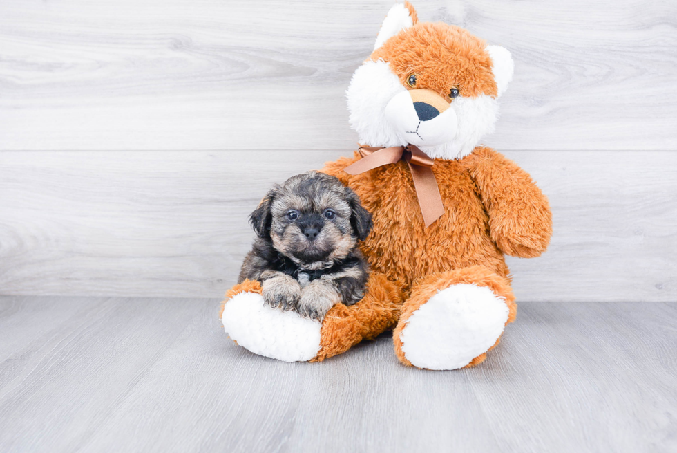 Teddy Bear Puppy for Adoption