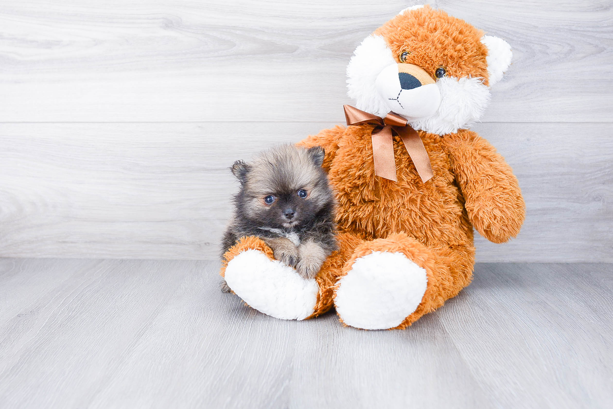 Best Pomeranian Baby
