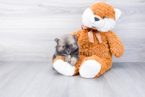 Best Pomeranian Baby