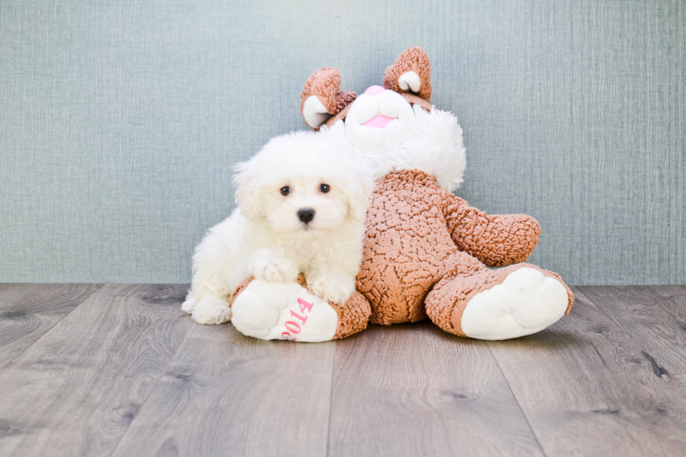 Bichon Frise Pup Being Cute