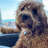 Happy Cockapoo Pup