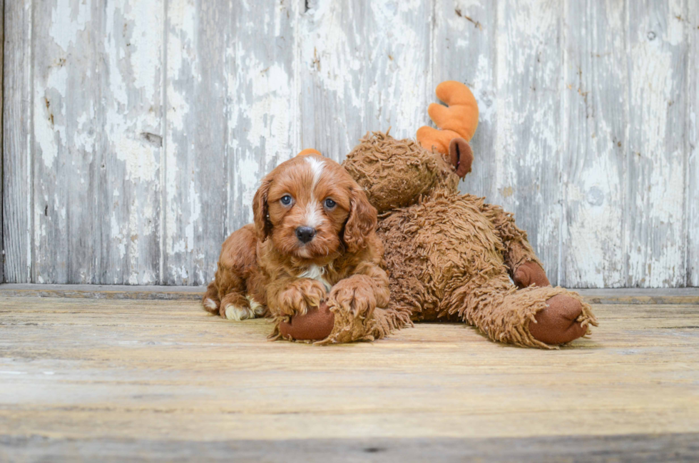 Cavapoo Puppy for Adoption