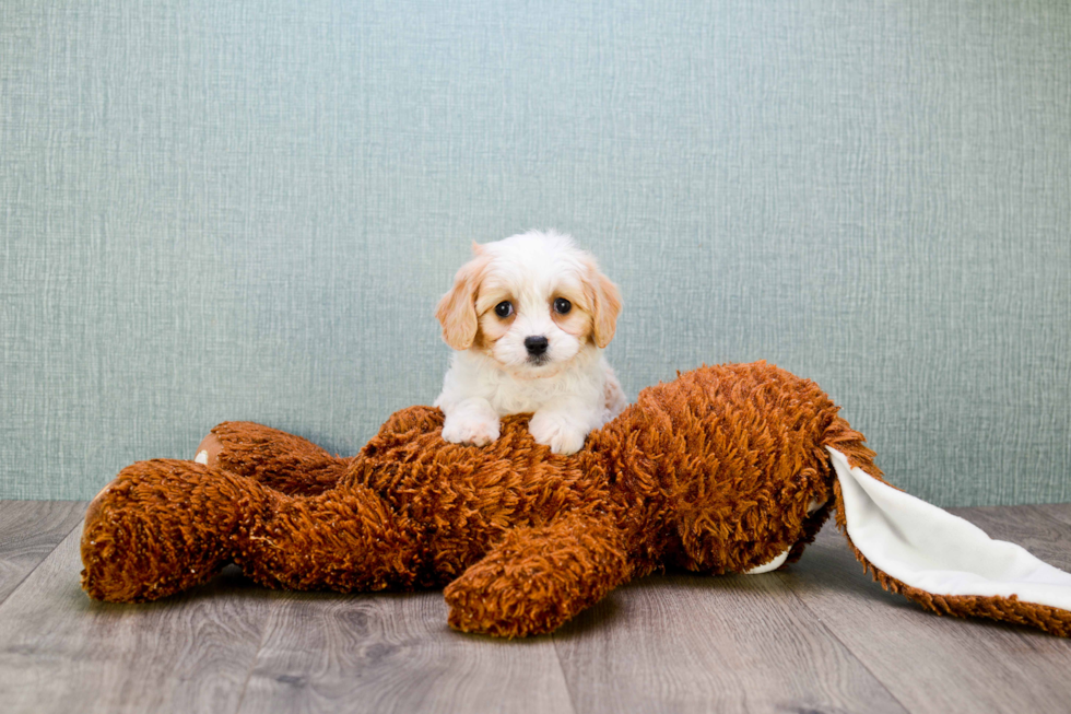 Cavachon Pup Being Cute