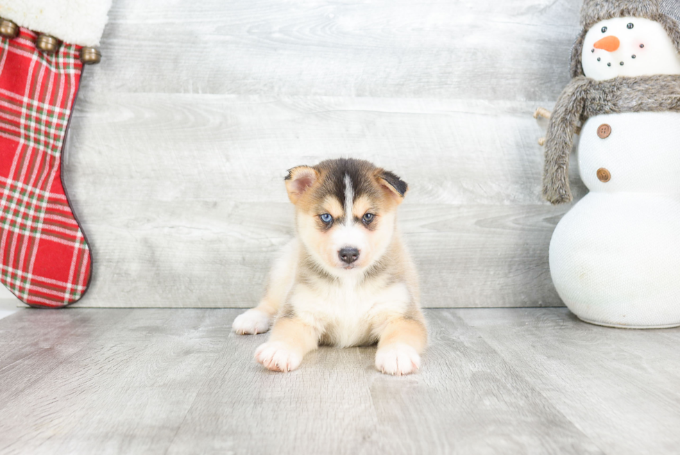 Best Pomsky Baby