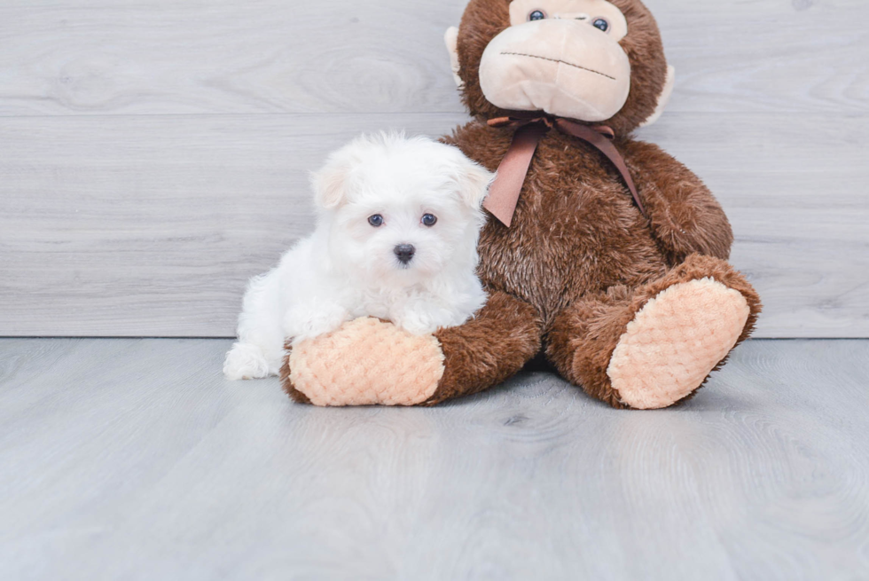 Funny Maltese Purebred Pup