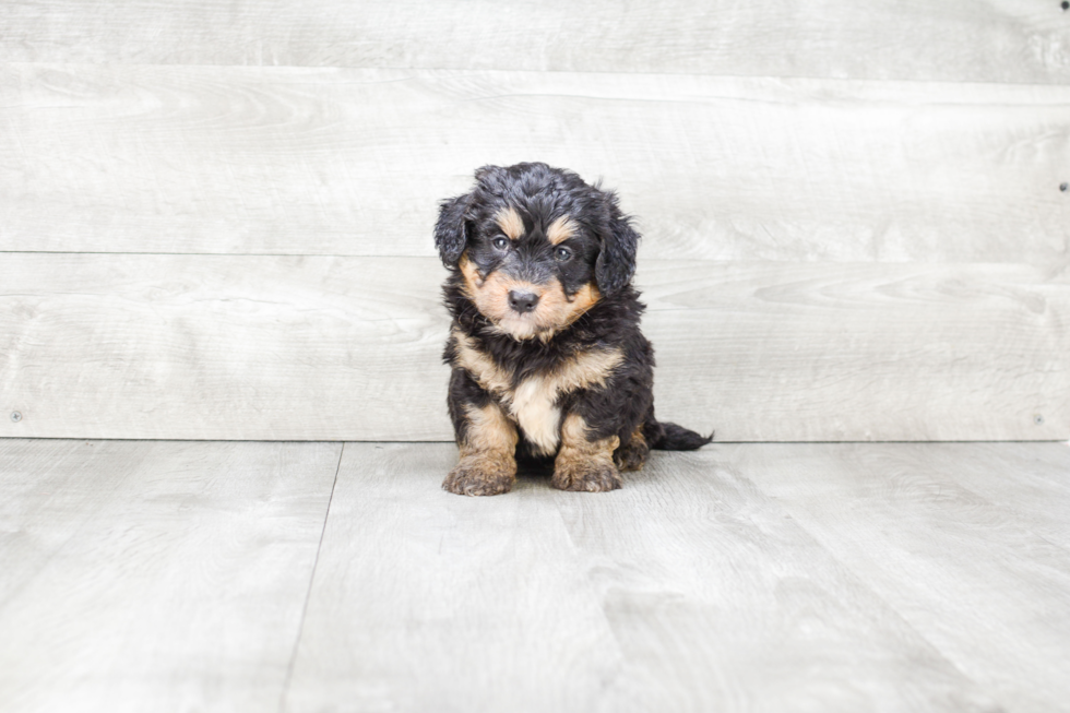 Hypoallergenic Mini Berniedoodle Poodle Mix Puppy