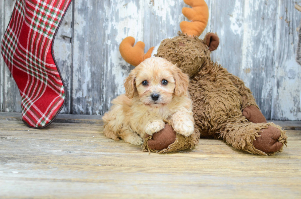 Best Cavachon Baby