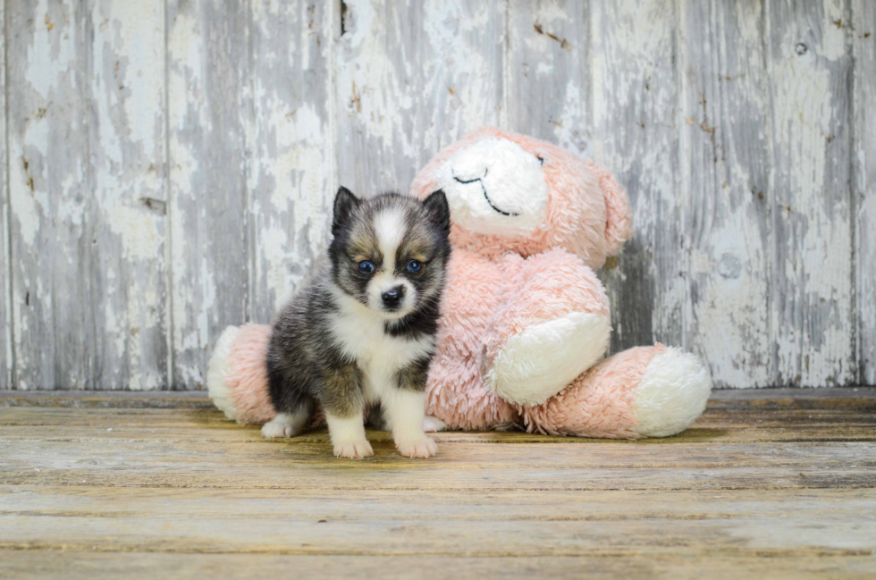 Little Mini Husky Designer Puppy