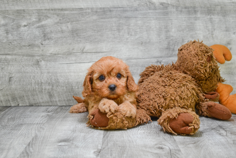 Small Cavapoo Baby