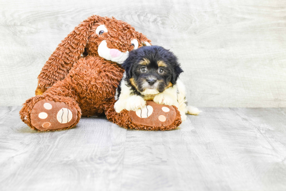 Teddy Bear Puppy for Adoption