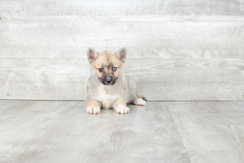 Hypoallergenic Mini Husky Designer Puppy