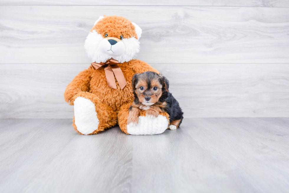 Hypoallergenic Yorkie Doodle Poodle Mix Puppy