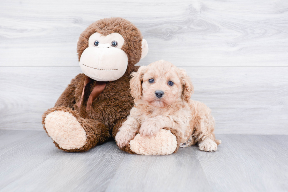 Sweet Cavapoo Baby