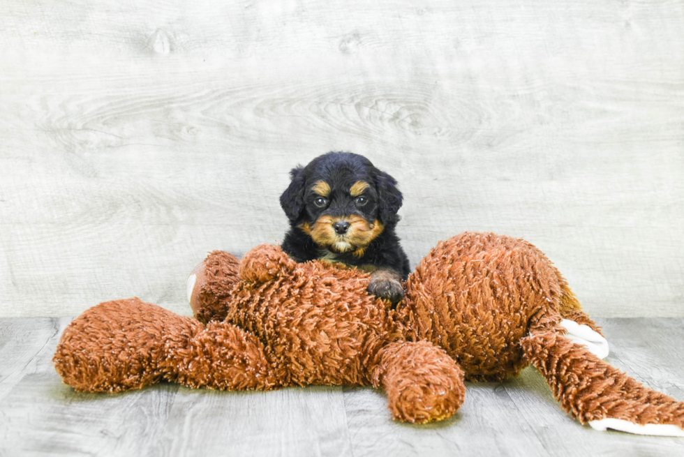 Best Mini Bernedoodle Baby