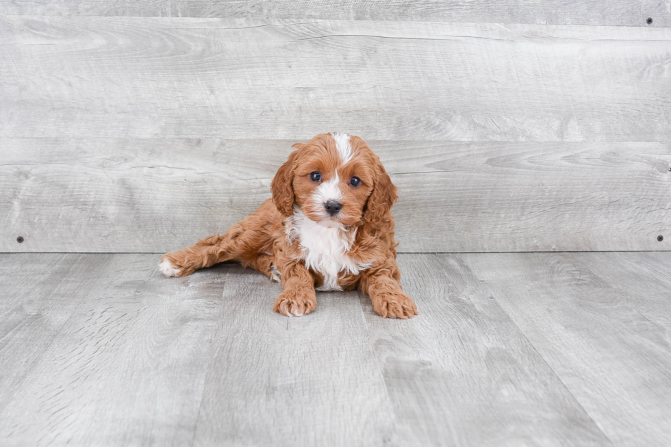 Best Cavapoo Baby