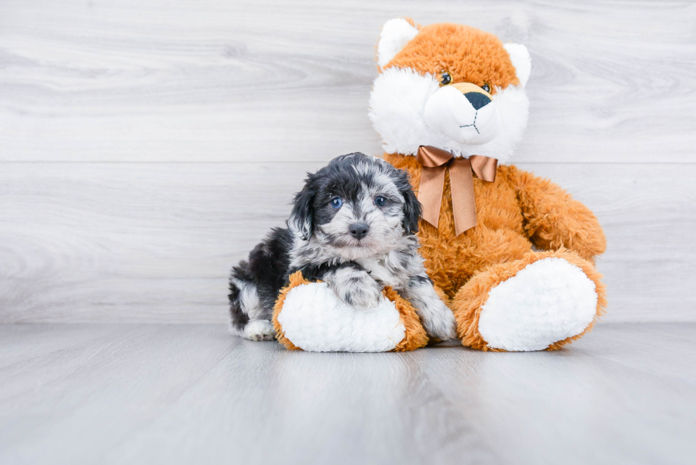 Best Mini Aussiedoodle Baby