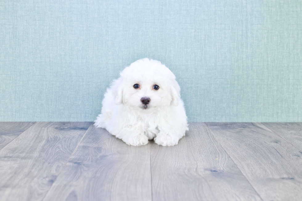 Bichon Frise Pup Being Cute