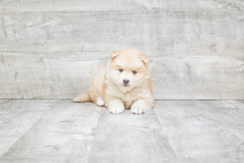 Cute Pomsky Baby