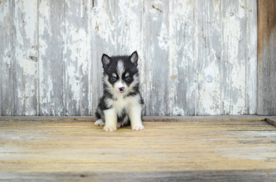 Pomsky Pup Being Cute