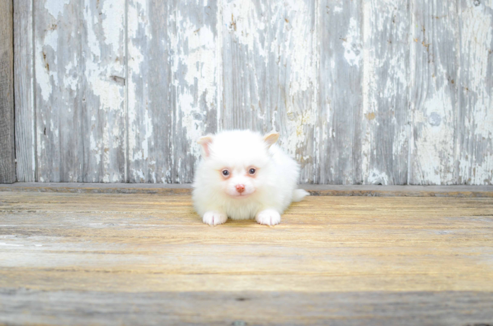 Friendly Pomeranian Purebred Pup