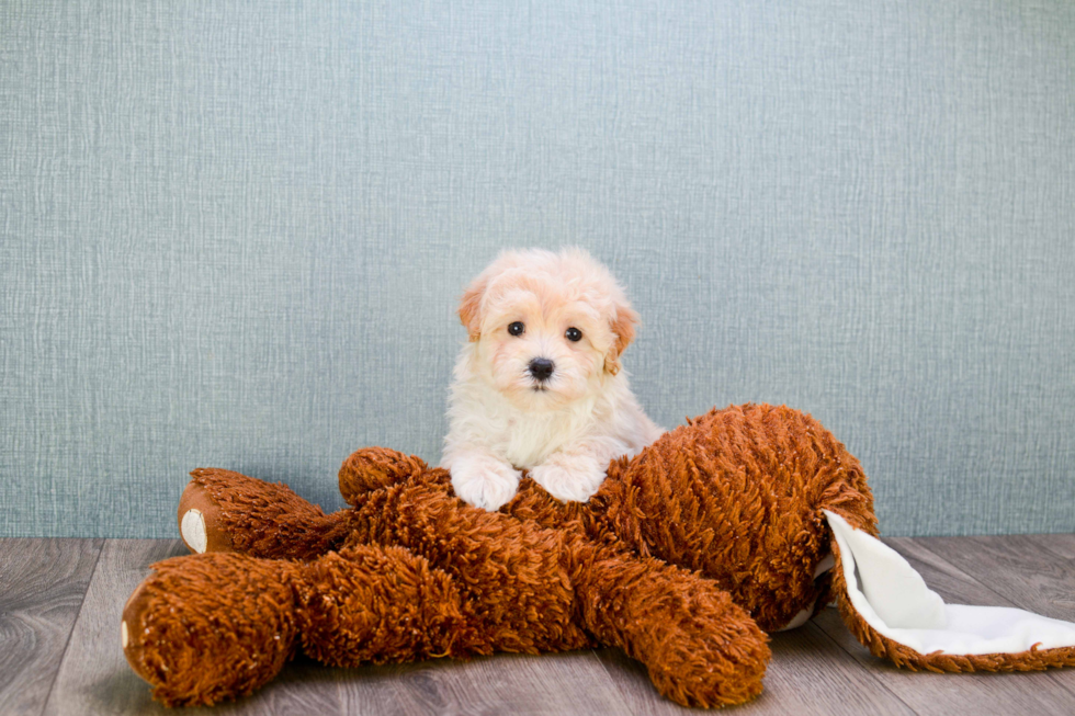 Energetic Maltese Poodle Poodle Mix Puppy