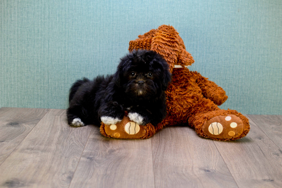 Teddy Bear Puppy for Adoption