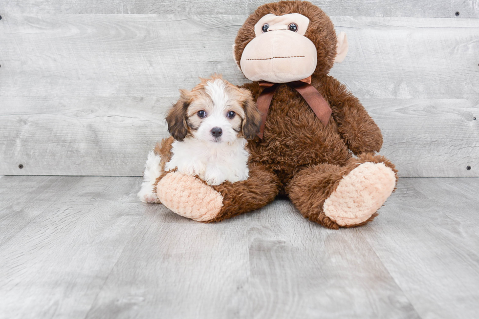 Cavachon Pup Being Cute