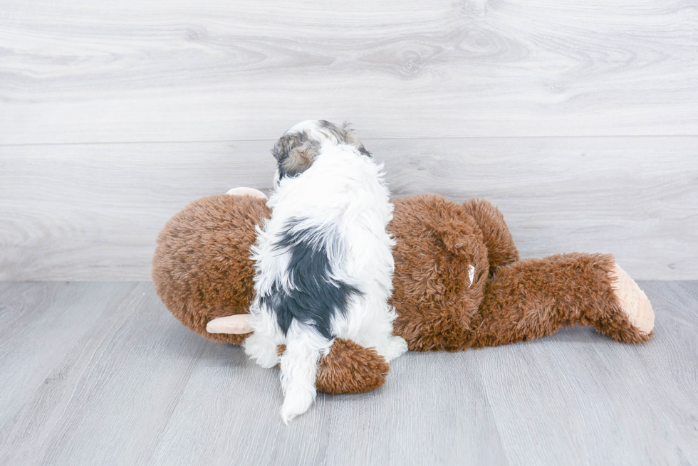 Havanese Pup Being Cute