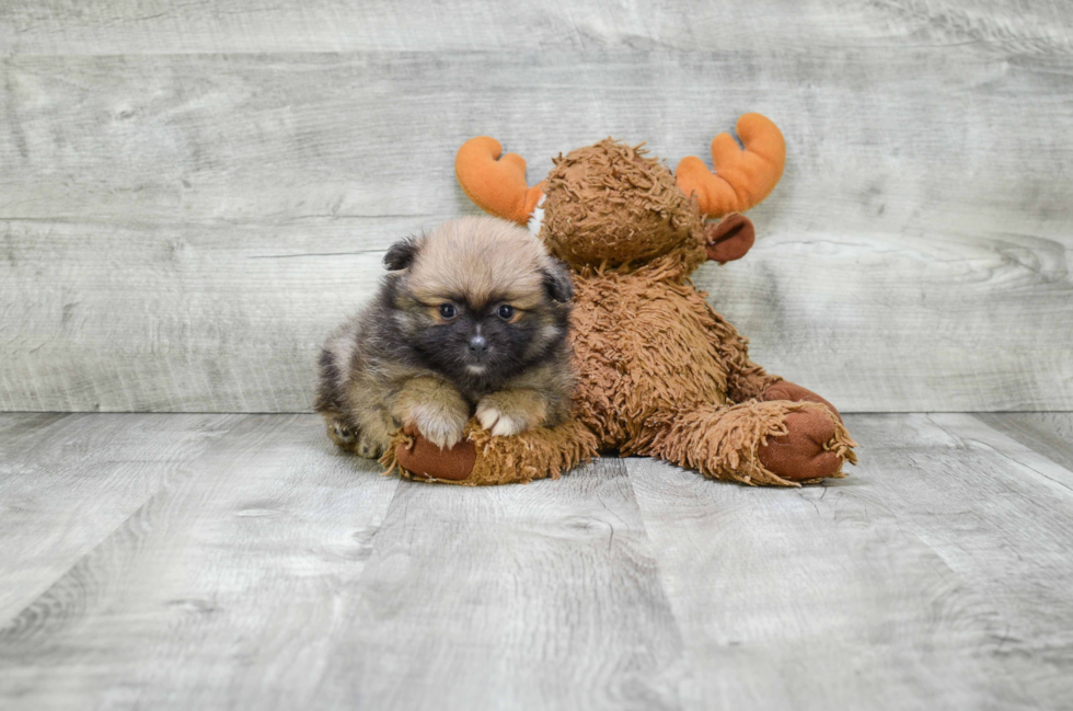 Happy Pomeranian Purebred Puppy