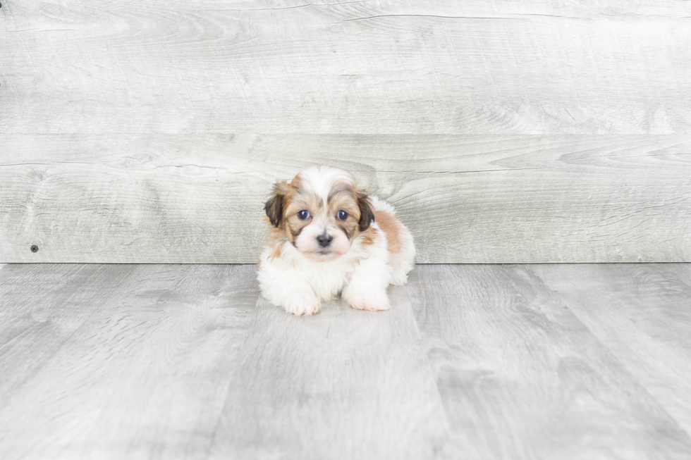 Teddy Bear Pup Being Cute