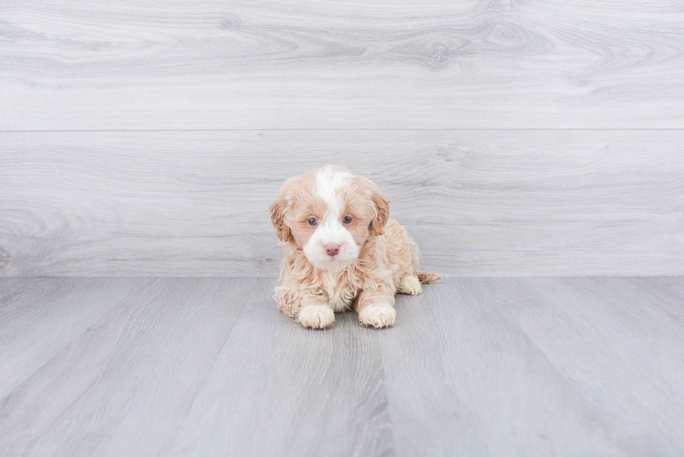 Best Mini Goldendoodle Baby