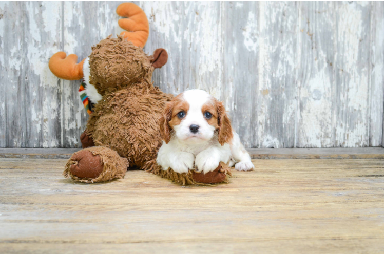 Cavalier King Charles Spaniel Pup Being Cute