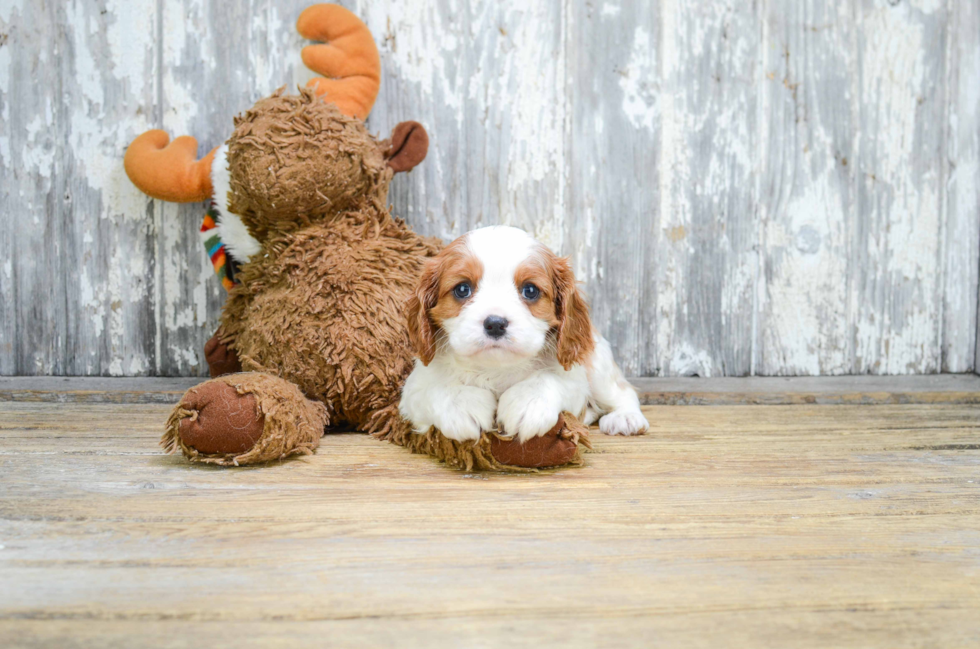 Cavalier King Charles Spaniel Pup Being Cute