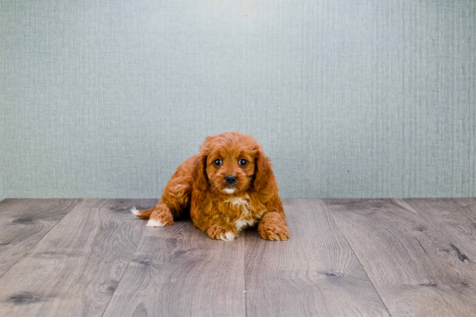 Funny Cavapoo Poodle Mix Pup