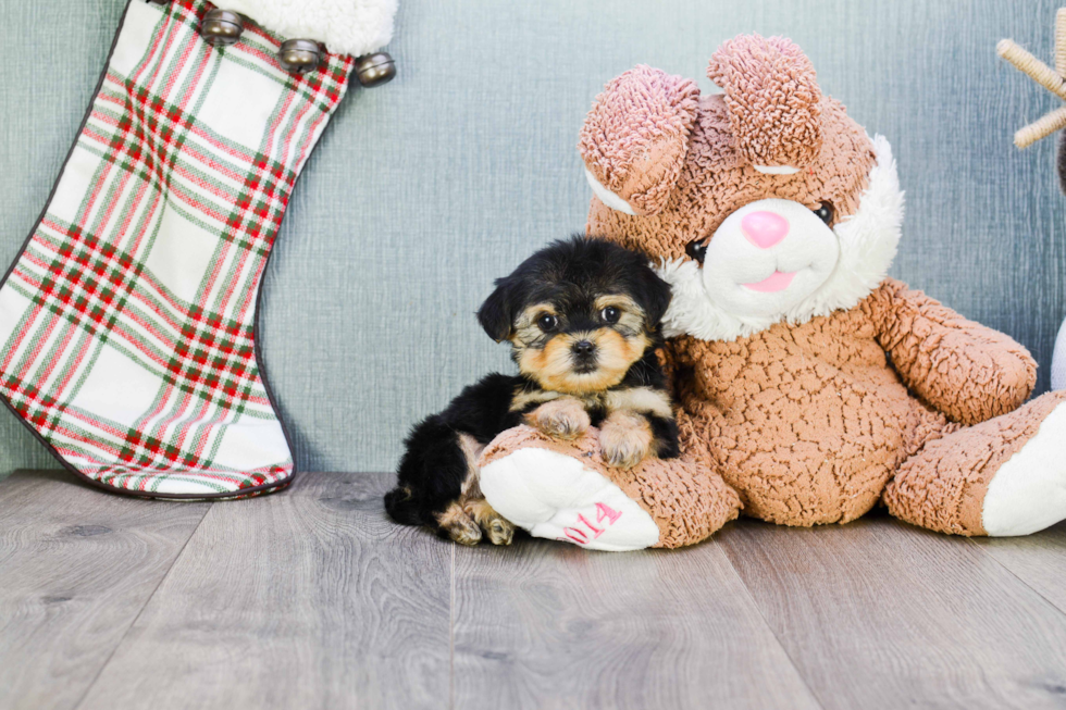 Shorkie Puppy for Adoption