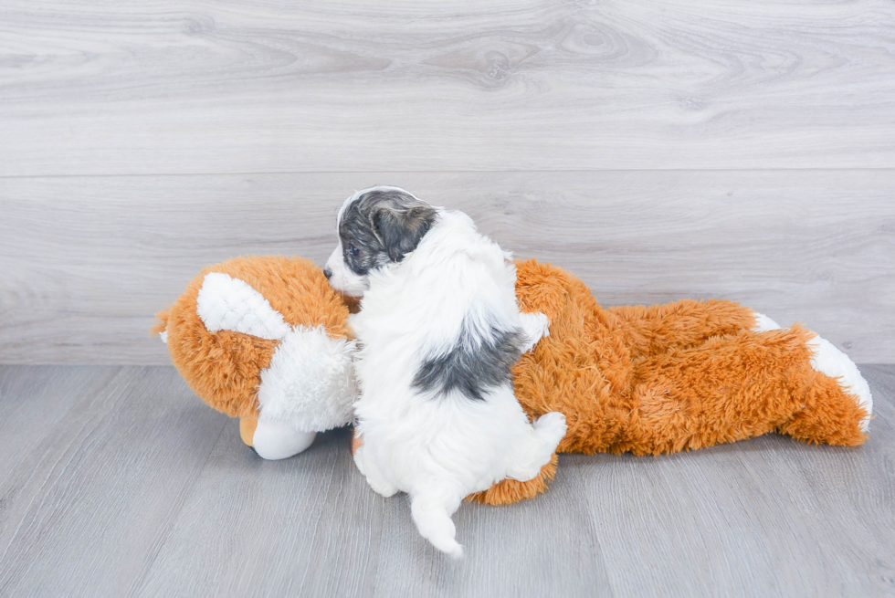 Maltipoo Pup Being Cute