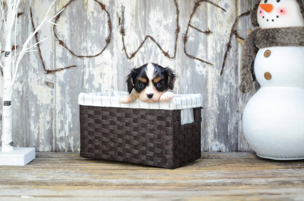 Cavalier King Charles Spaniel Pup Being Cute