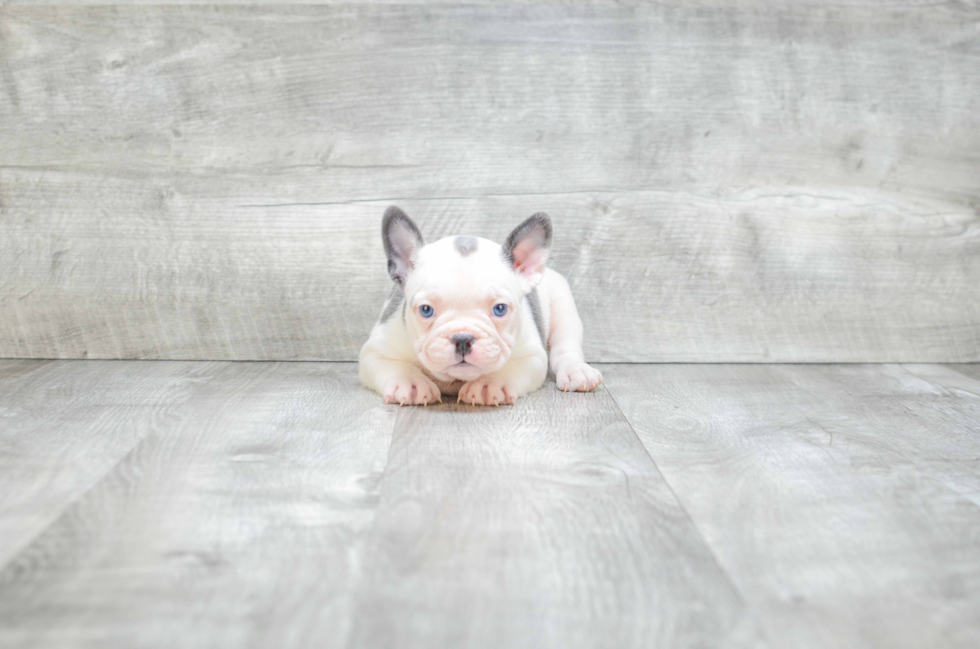 Best French Bulldog Baby