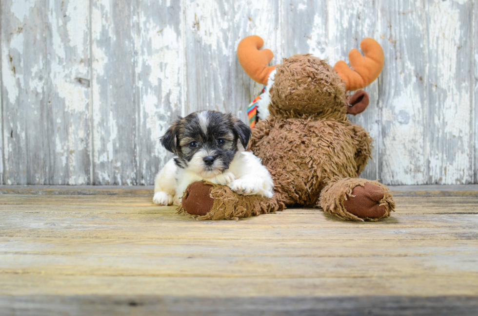 Teddy Bear Pup Being Cute