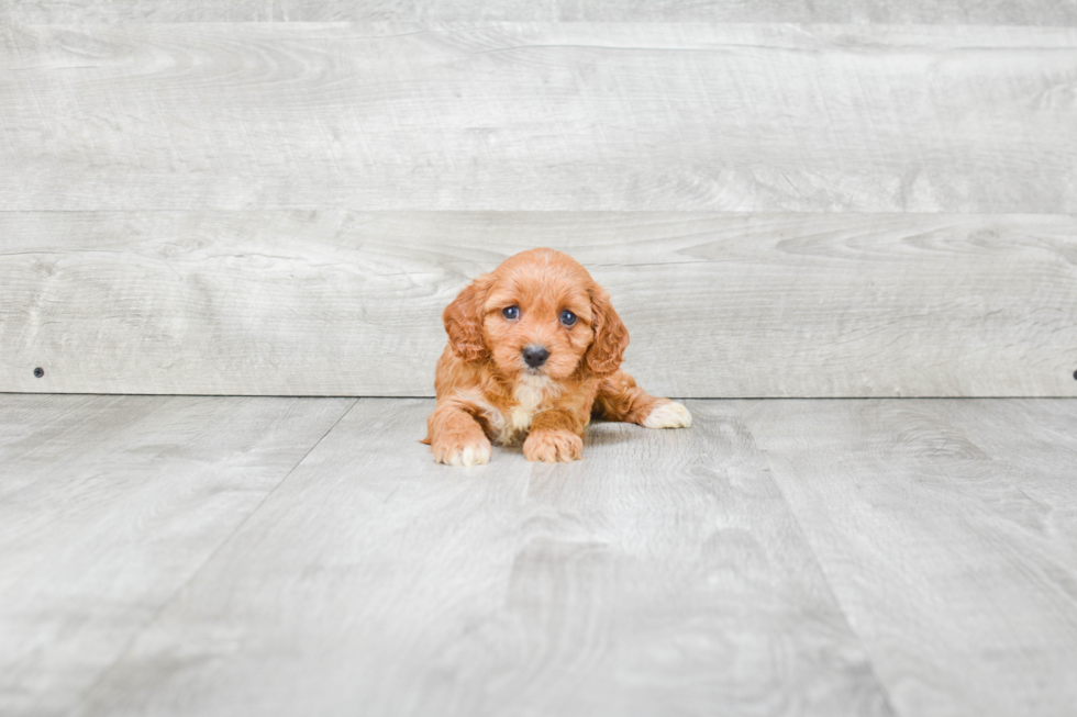 Cavapoo Pup Being Cute